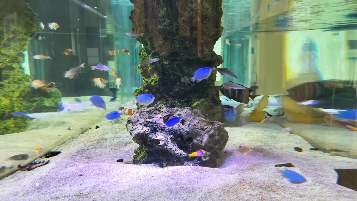 熱帯魚を賃貸で飼いたい！大家さんへの確認ポイントと静かな水槽選び 